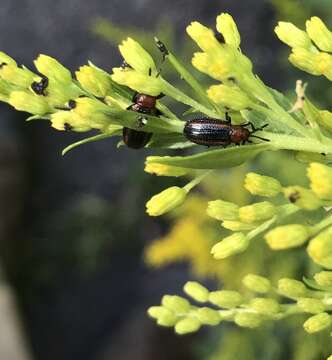 Image of Goldenrod Leaf Miner