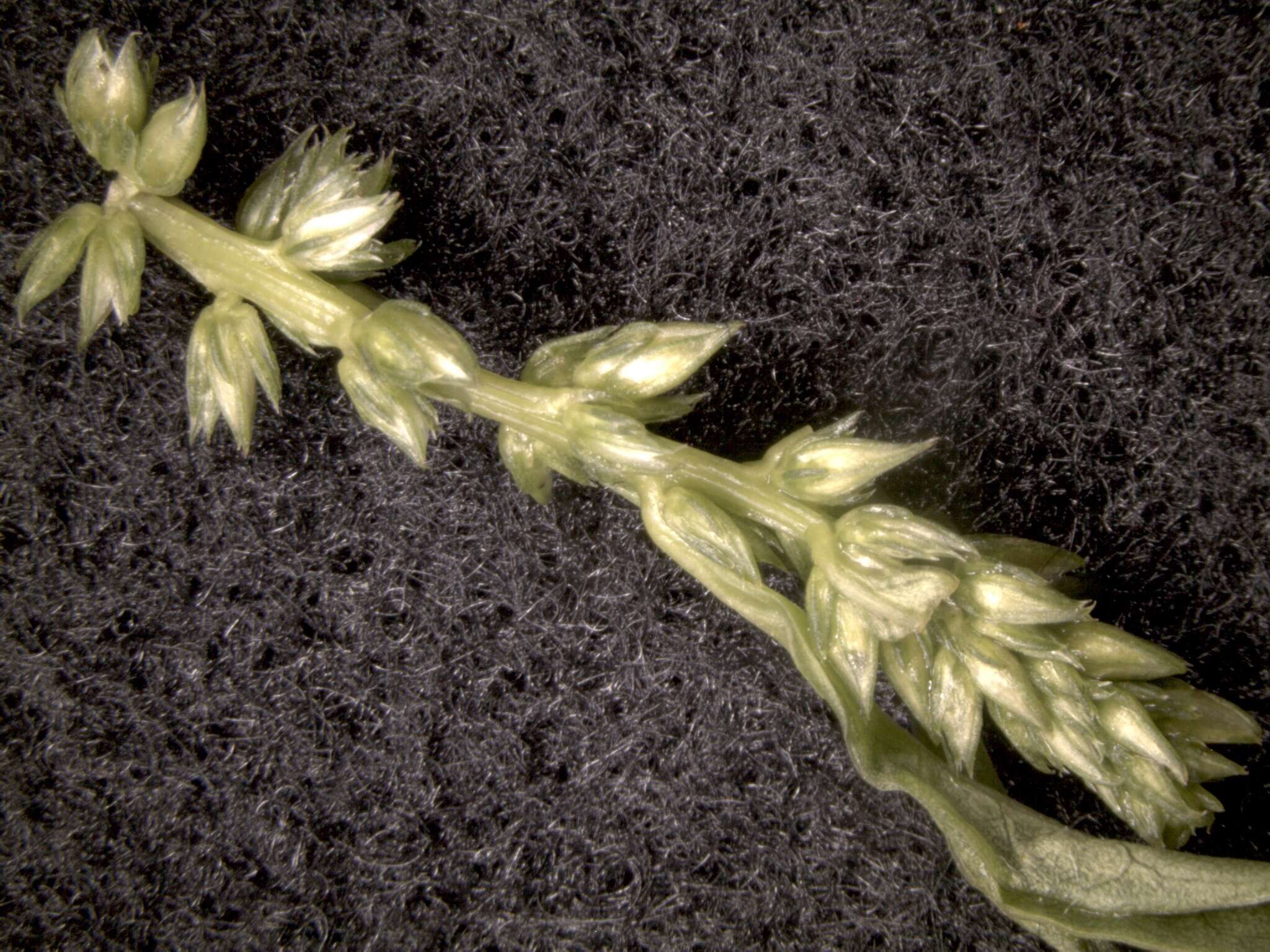 Image of tidalmarsh amaranth