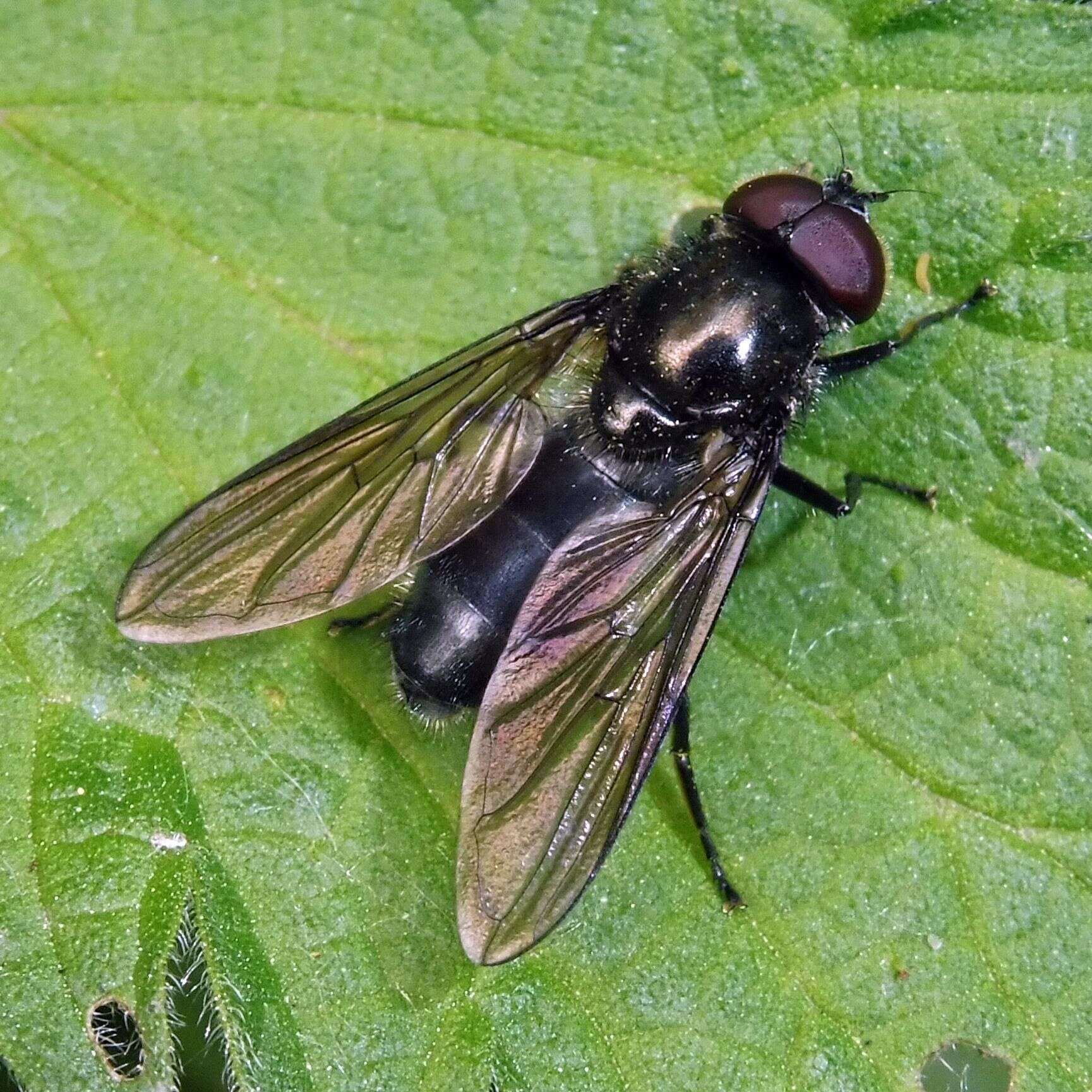 Image of Cheilosia variabilis (Panzer 1798)