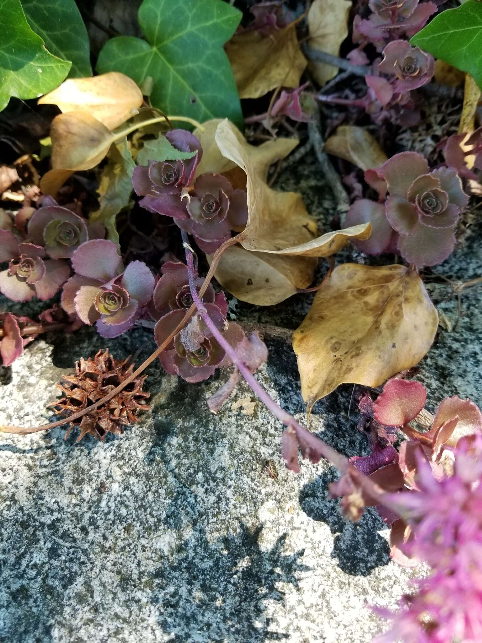 Image of Caucasian stonecrop