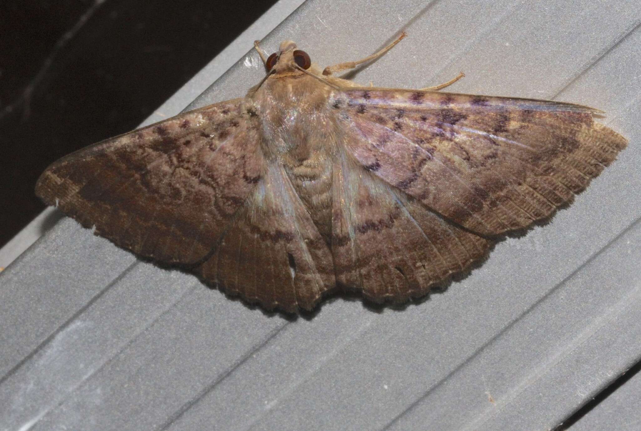 Image of Plain cloak moth