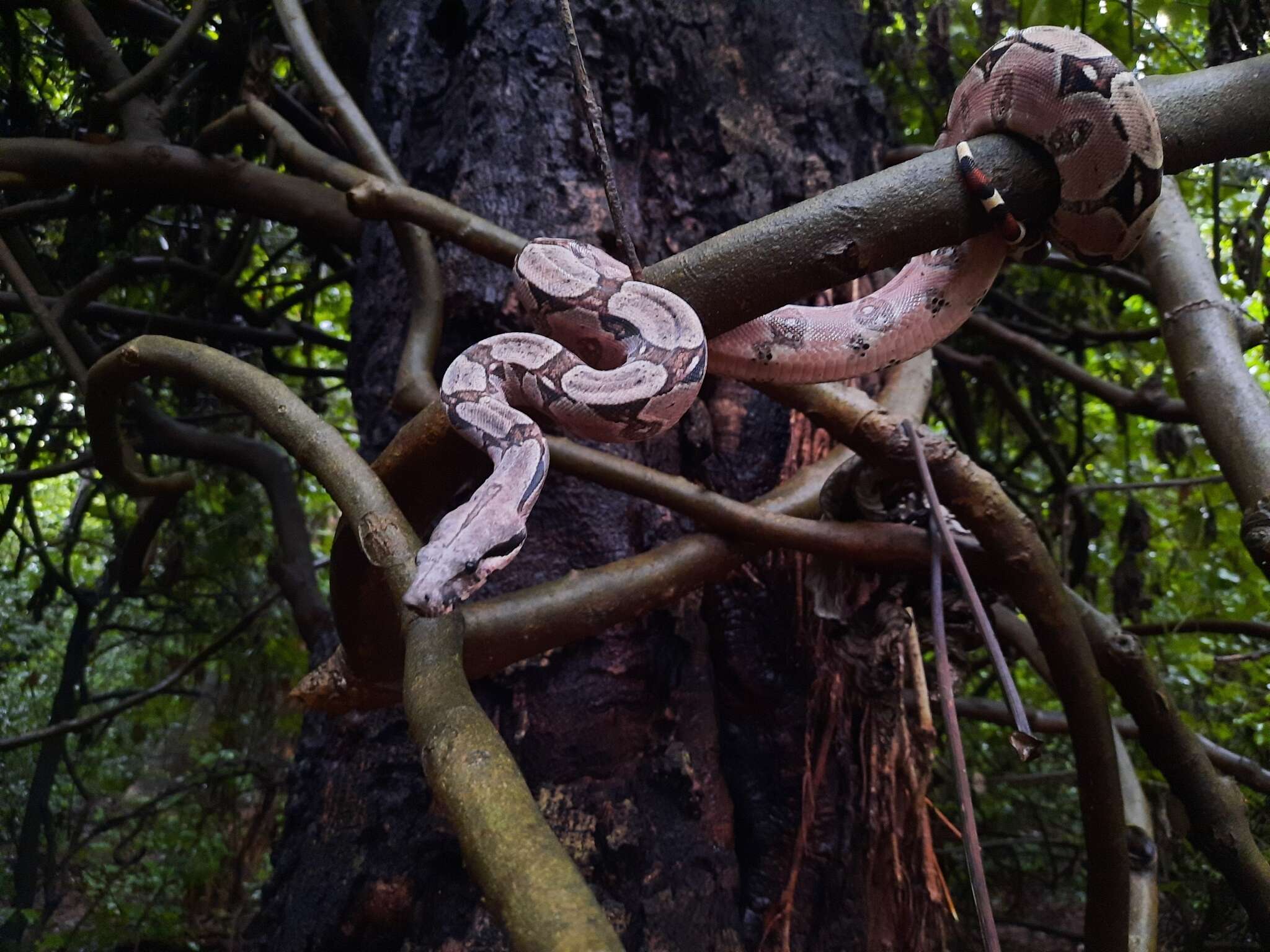 Boa constrictor constrictor Linnaeus 1758 resmi