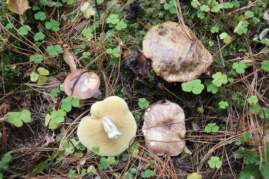 Imagem de Suillus placidus (Bonord.) Singer 1945