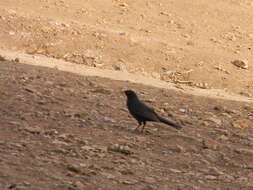 Turdus merula mauritanicus Hartert 1902 resmi