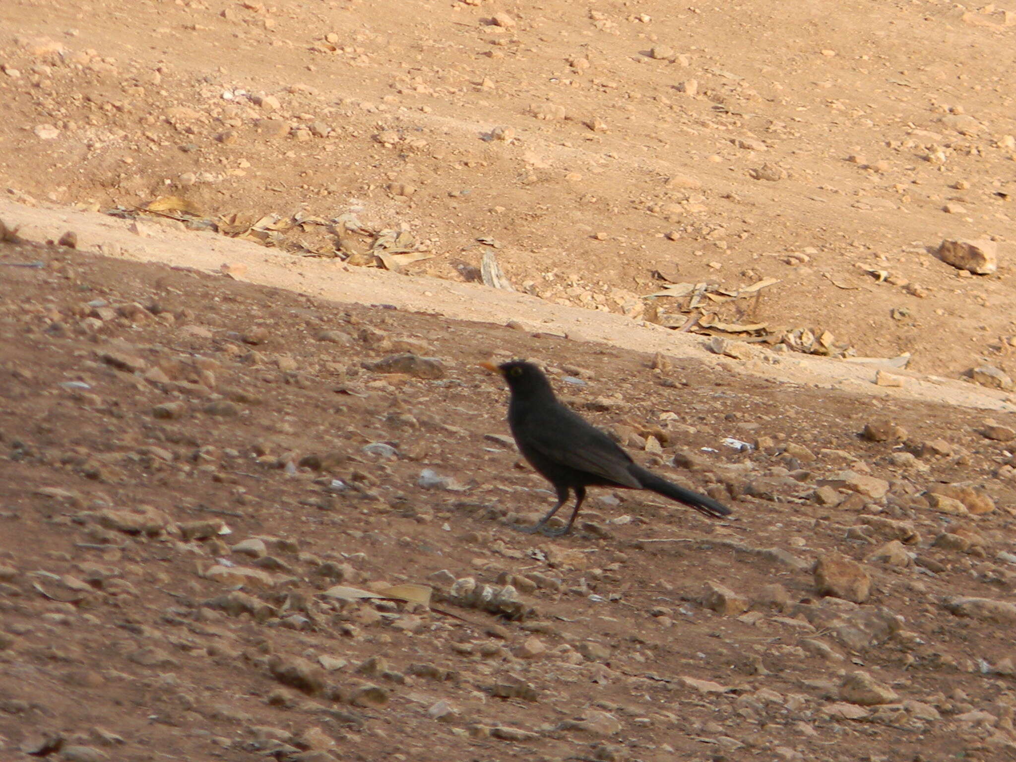 Turdus merula mauritanicus Hartert 1902的圖片