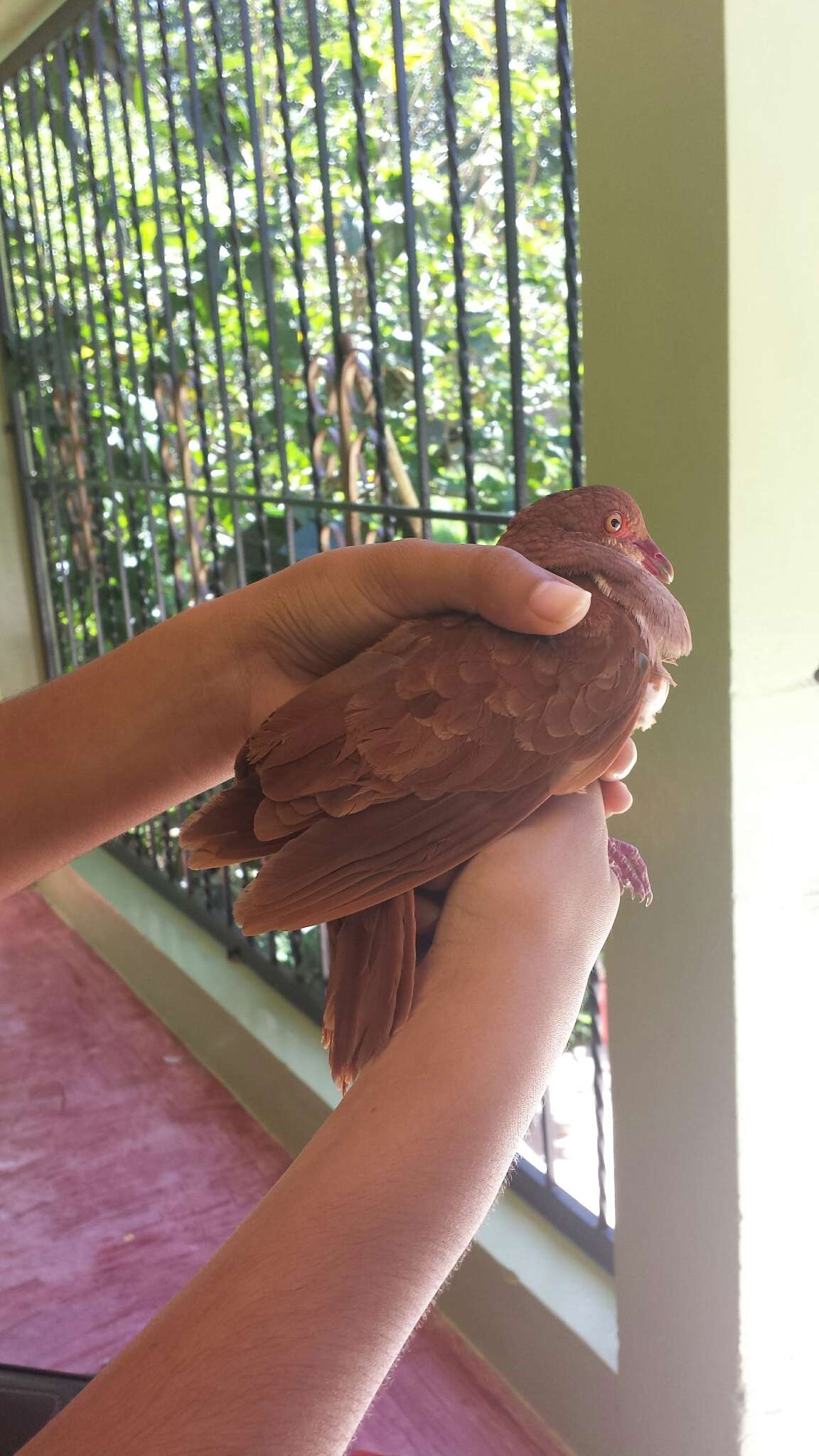 Image of Ruddy Quail-Dove