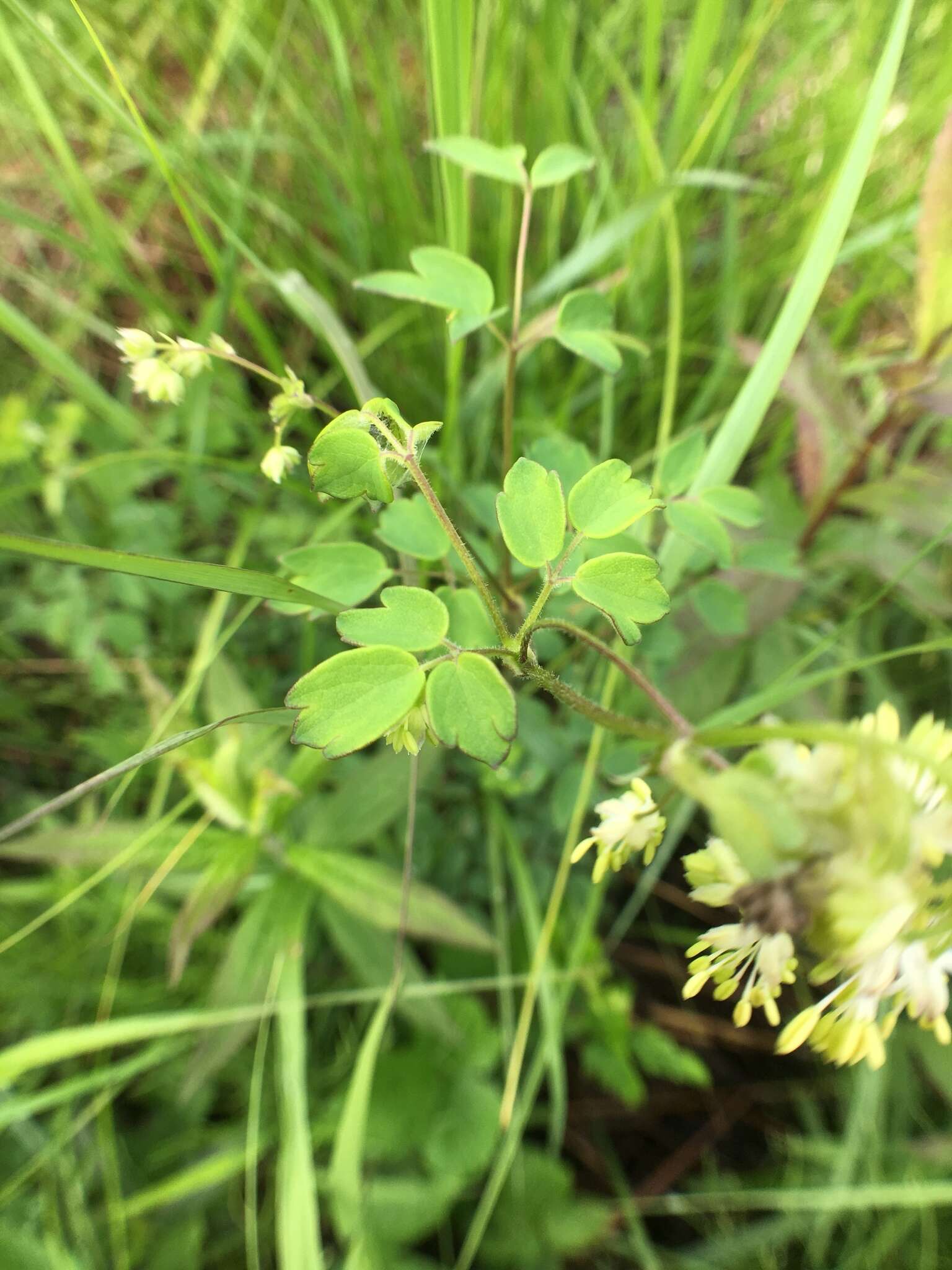 Image of purple meadow-rue