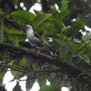 Image of Rufous-backed Sibia