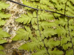 Image of rival lipfern