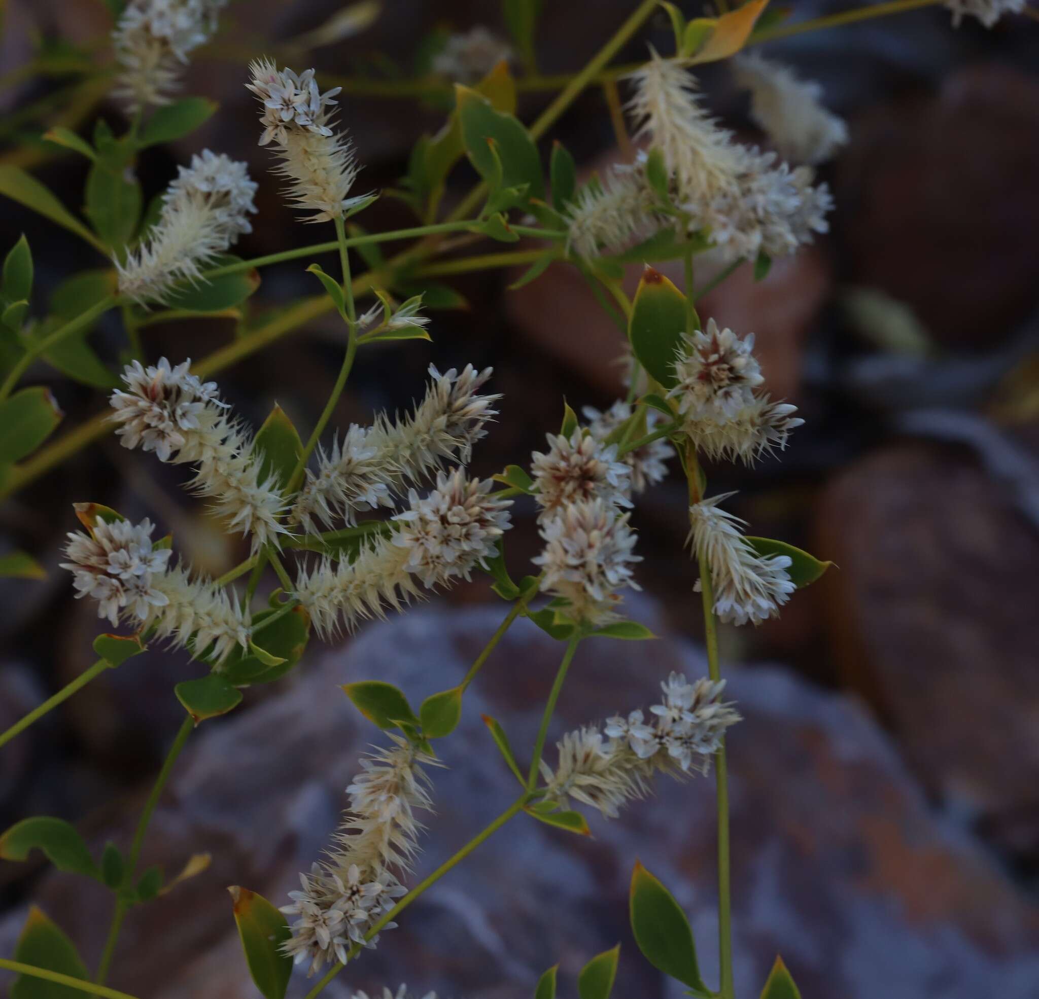 Image of Ptilotus capitatus (F. Müll.) C. Gardner