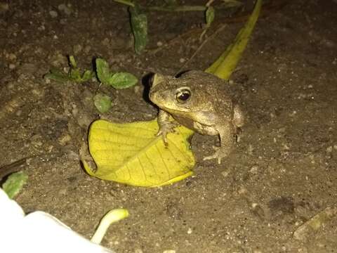 Image of Rhinella humboldti (Gallardo 1965)