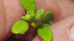 Image of Hibbertia aspera subsp. aspera