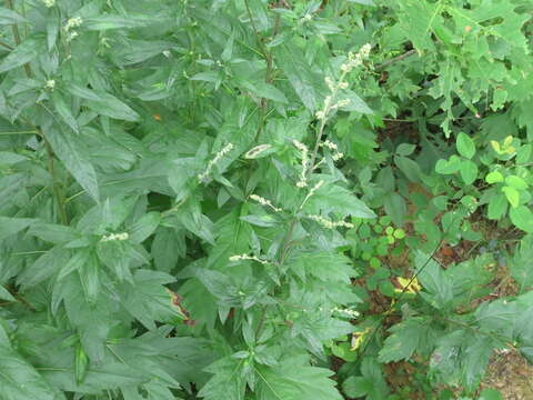 Image of Artemisia stolonifera (Maxim.) Kom.