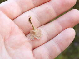 Image of Rimbachia arachnoidea (Peck) Redhead 1984