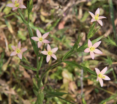 Image of Centaurium discolor (Gand.) Ronniger