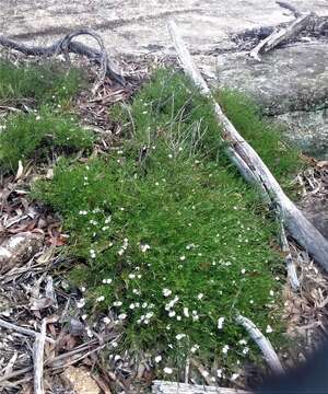 Image of Prostanthera saxicola R. Br.