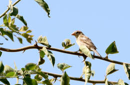 Image of Passer hispaniolensis hispaniolensis (Temminck 1820)