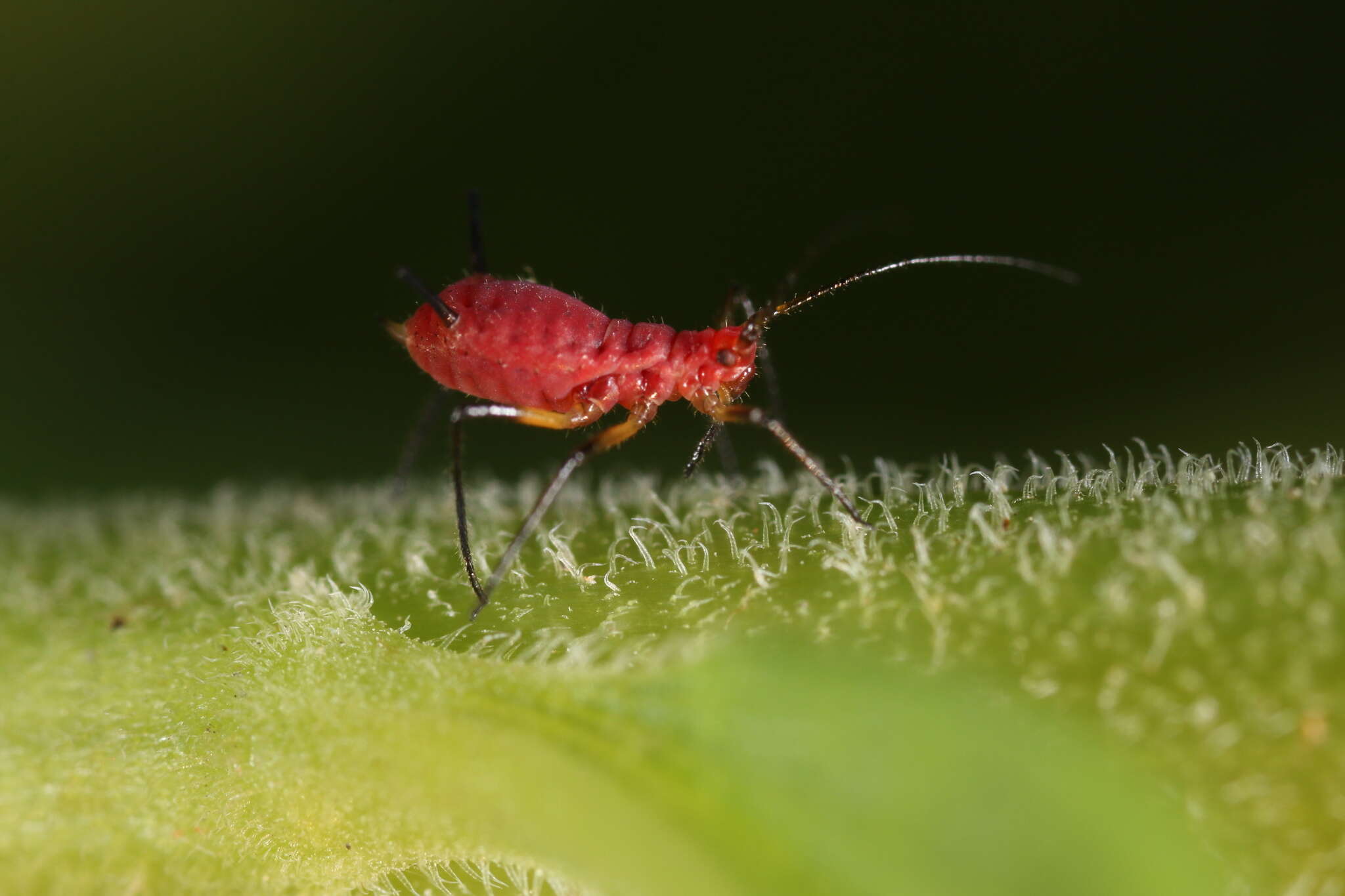 Image of Red Goldenrod Aphid