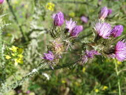 Image de Carduus carpetanus Boiss. & Reut.