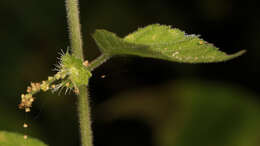 Image of Acalypha glabrata f. pilosior (Kuntze) Prain & Hutch.