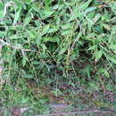 Image of Brachiaria epacridifolia (Stapf) A. Camus