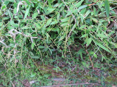 Image of Brachiaria epacridifolia (Stapf) A. Camus
