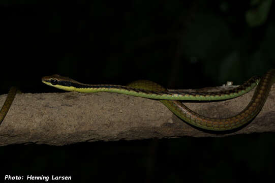 Imagem de Dendrelaphis cyanochloris (Wall 1921)