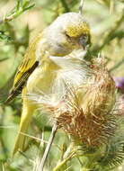 Image of Cape Canary