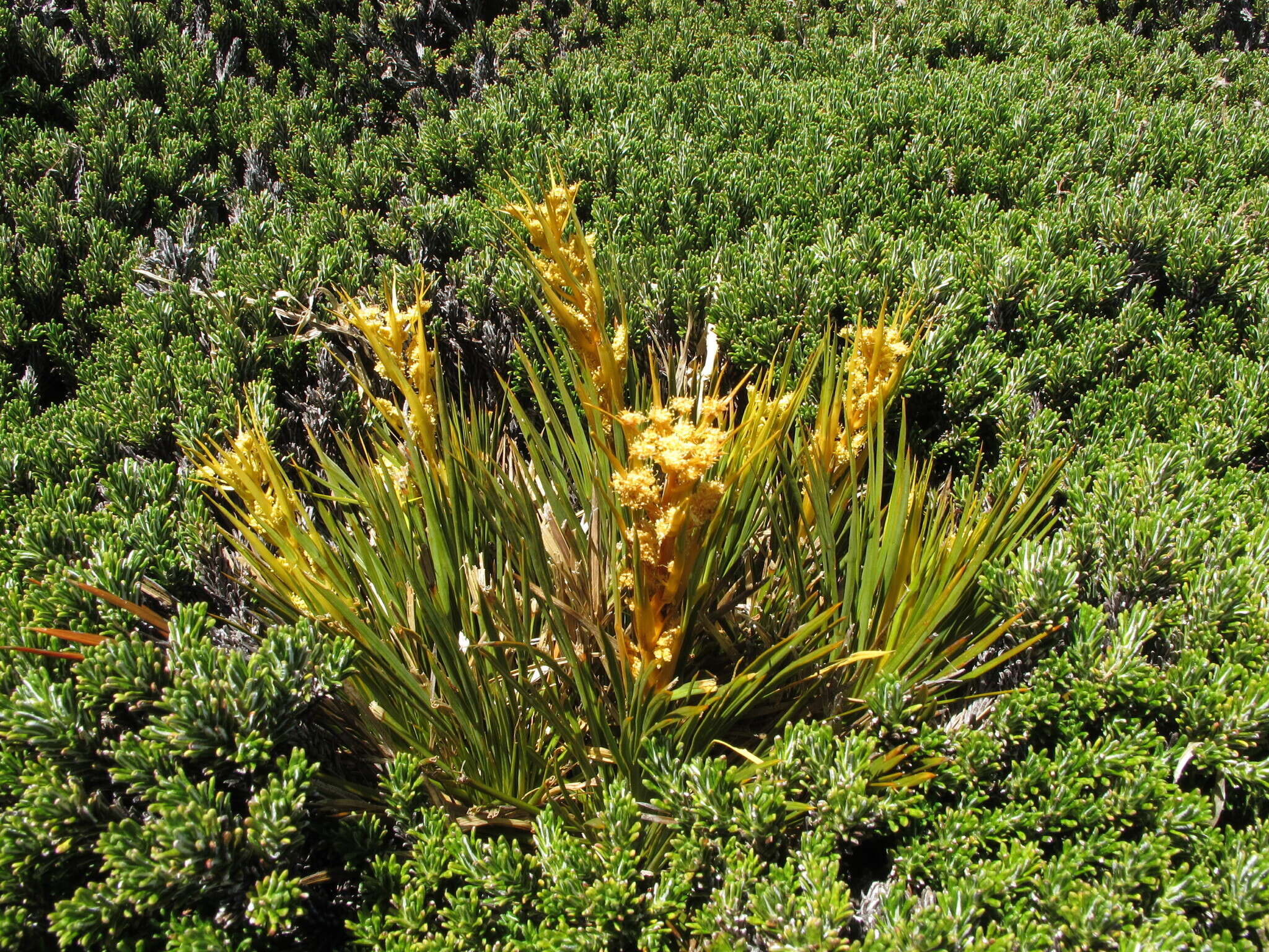 Image of Aciphylla montana Armst.