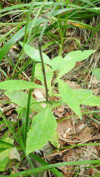 Image of rattlesnakeroot