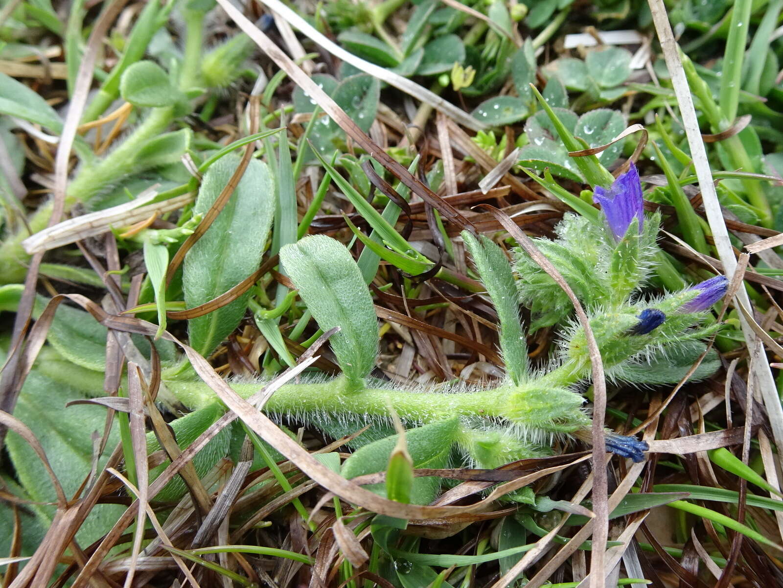 Echium arenarium Guss.的圖片