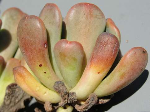 Imagem de Sedum rubiginosum