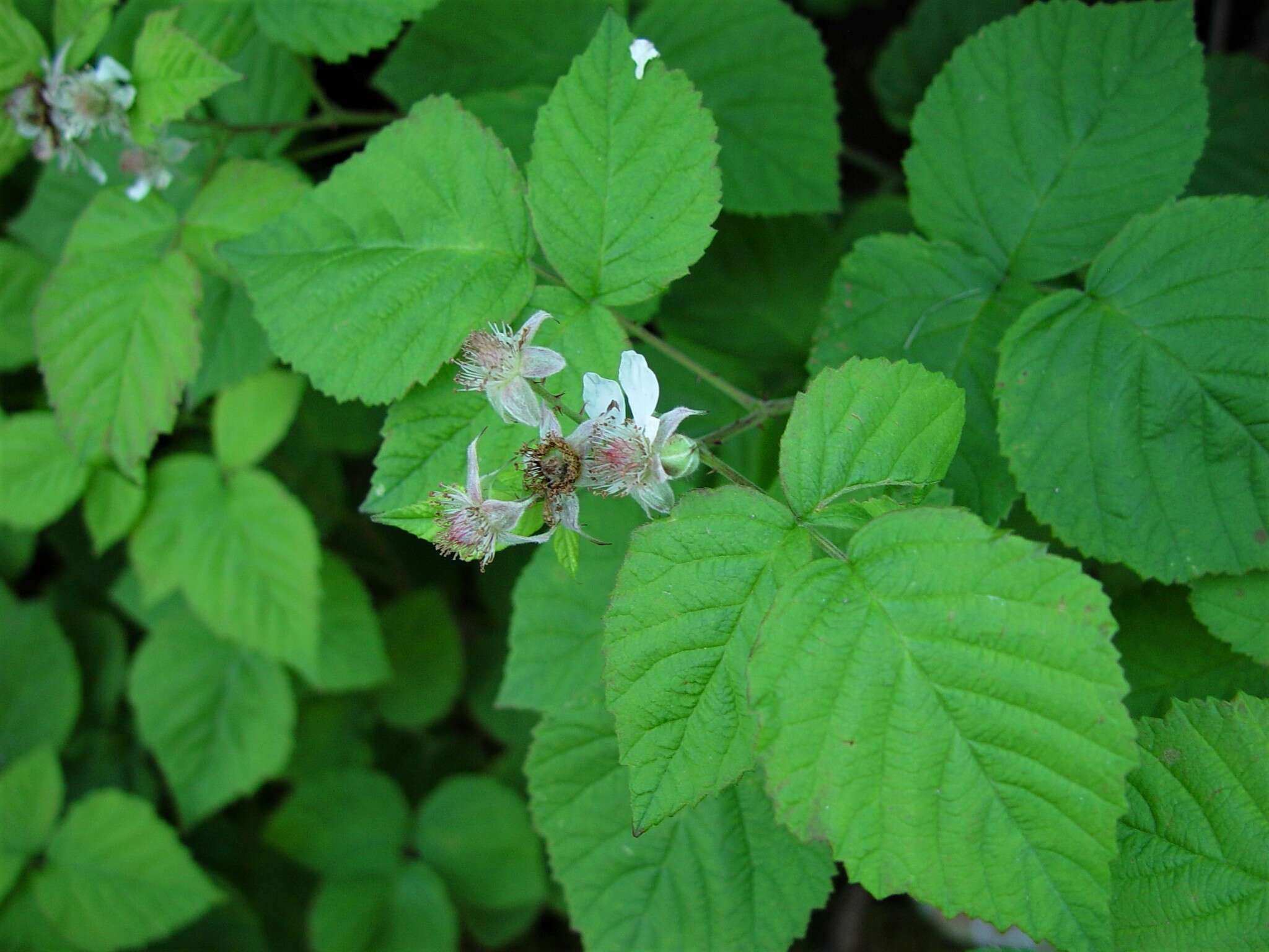 Sivun Rubus loganobaccus L. H. Bailey kuva