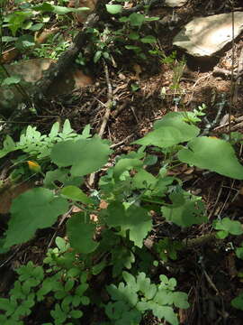 Image of Abutilon pilosocinereum A. Meeuse