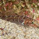 Image of Brito&#39;s goby