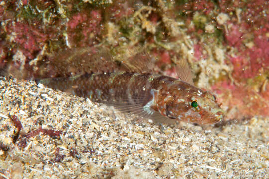 Image of Brito&#39;s goby