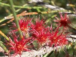 Image of Allocasuarina emuina L. A. S. Johnson