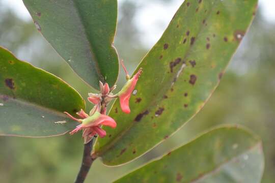 Sivun Euphorbia calcarata (Schltdl.) V. W. Steinm. kuva