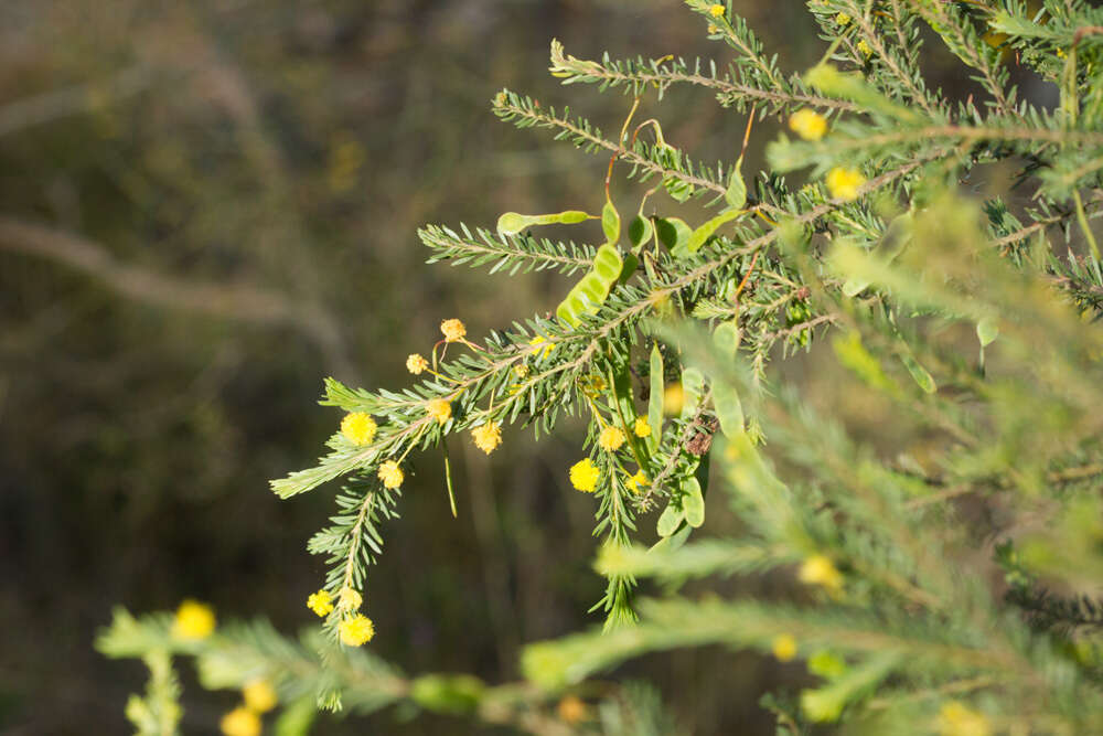 Image of Acacia conferta A. Cunn. ex Benth.