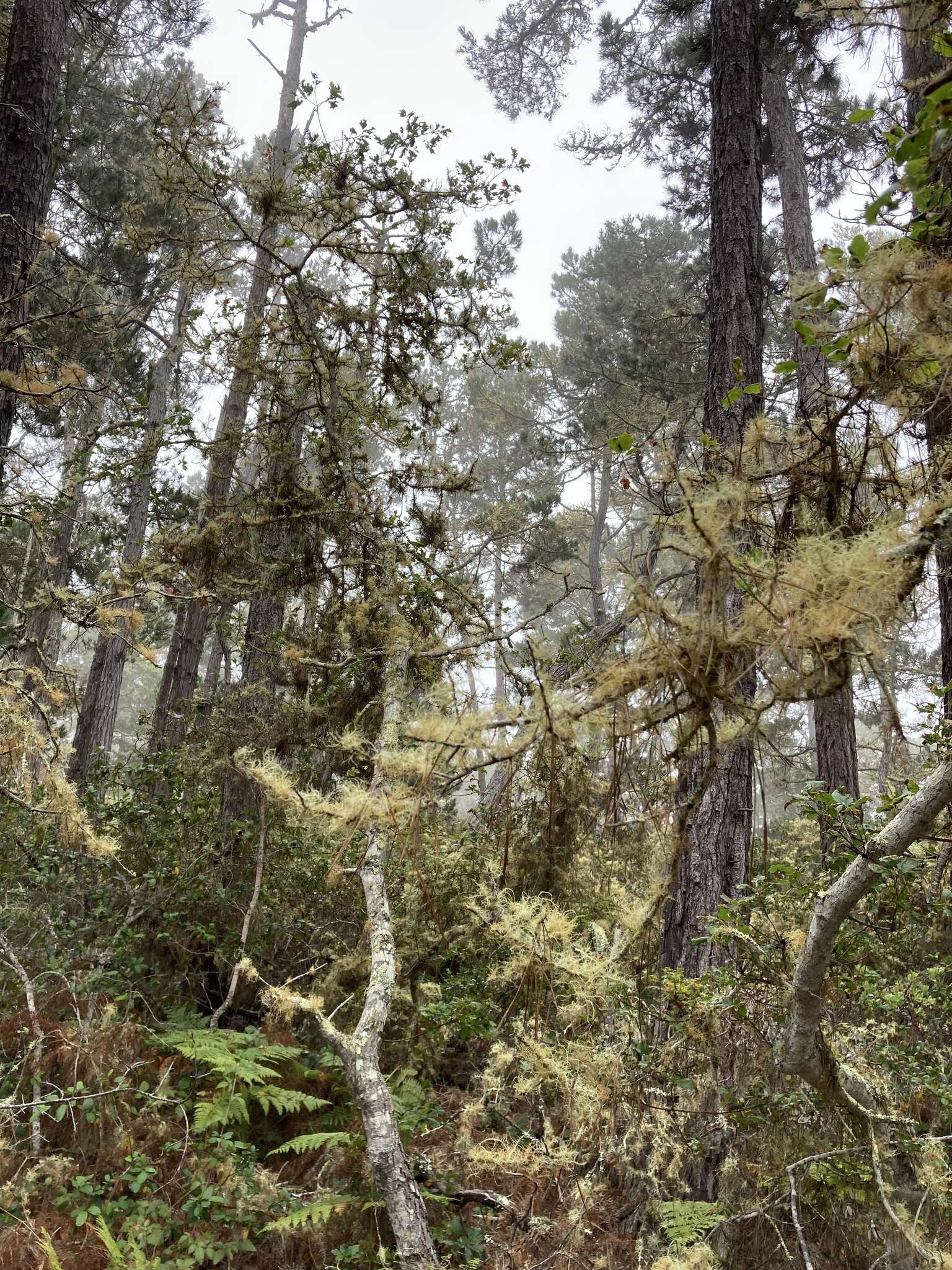 Imagem de Quercus ganderi C. B. Wolf