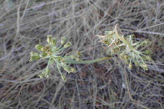 Image of Albuca prasina (Ker Gawl.) J. C. Manning & Goldblatt