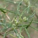 Image of Zieria granulata C. Moore ex Benth.