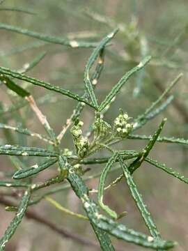 Image of Zieria granulata C. Moore ex Benth.