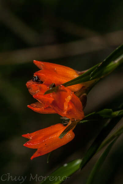 Imagem de Isochilus aurantiacus Hamer & Garay