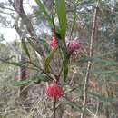 Imagem de Grevillea oleoides Sieber ex Schult.