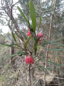 Image of Red Spider Flower