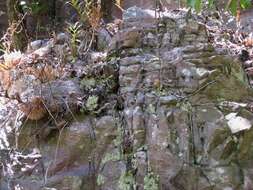 Image of basket fern