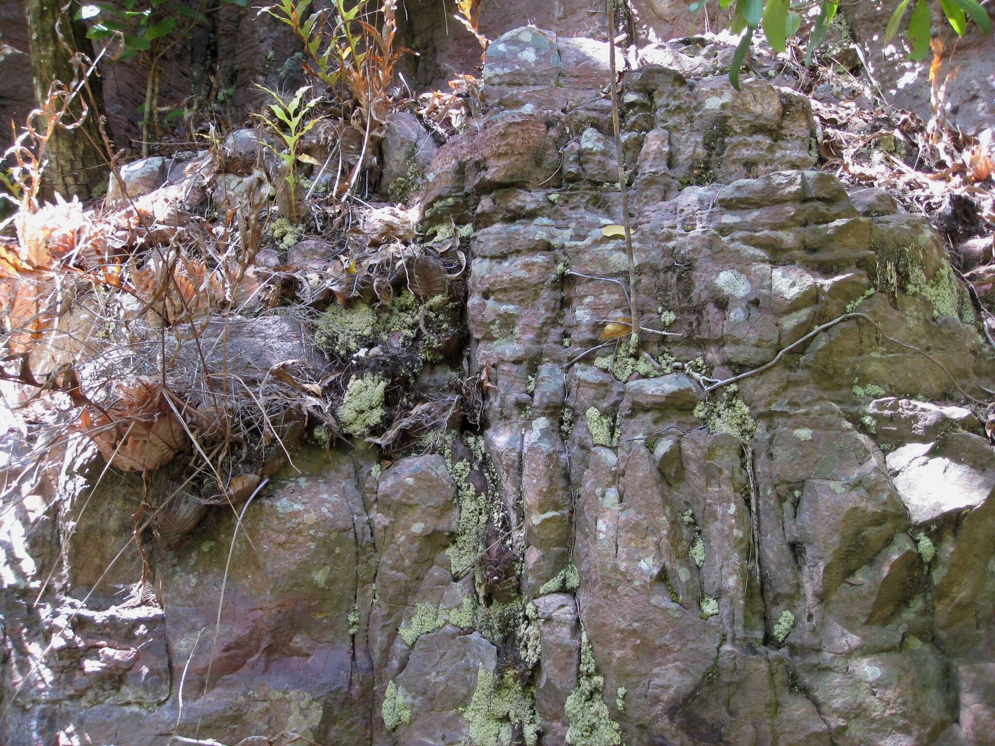 Image of basket fern