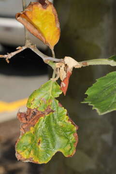 Image of Plane anthracnose