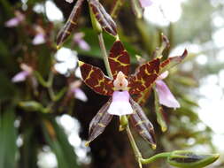 Image of Oncidium reichenheimii (Linden & Rchb. fil.) Garay & Stacy